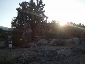 The Joshua Trees are odd looking, but enchanting.